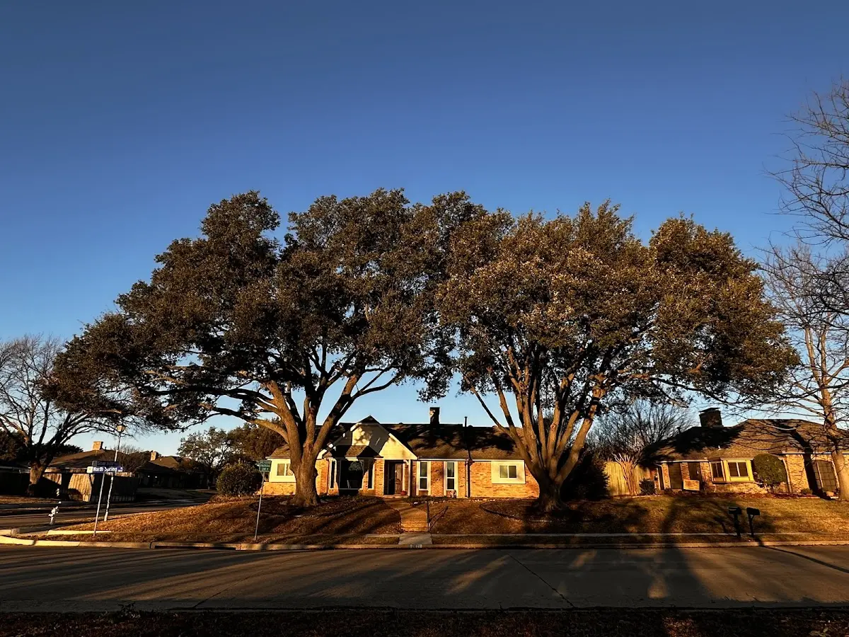 Established residential canopy tree shading a home in Montezuma